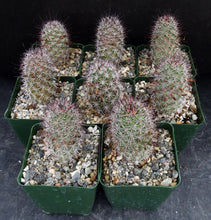 Load image into Gallery viewer, Mammillaria fraileana