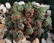 Load image into Gallery viewer, Mammillaria bocasana cv. 'Fred' *Own Roots*