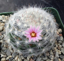 Load image into Gallery viewer, Mammillaria glassii