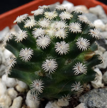 Load image into Gallery viewer, Mammillaria hernandezii