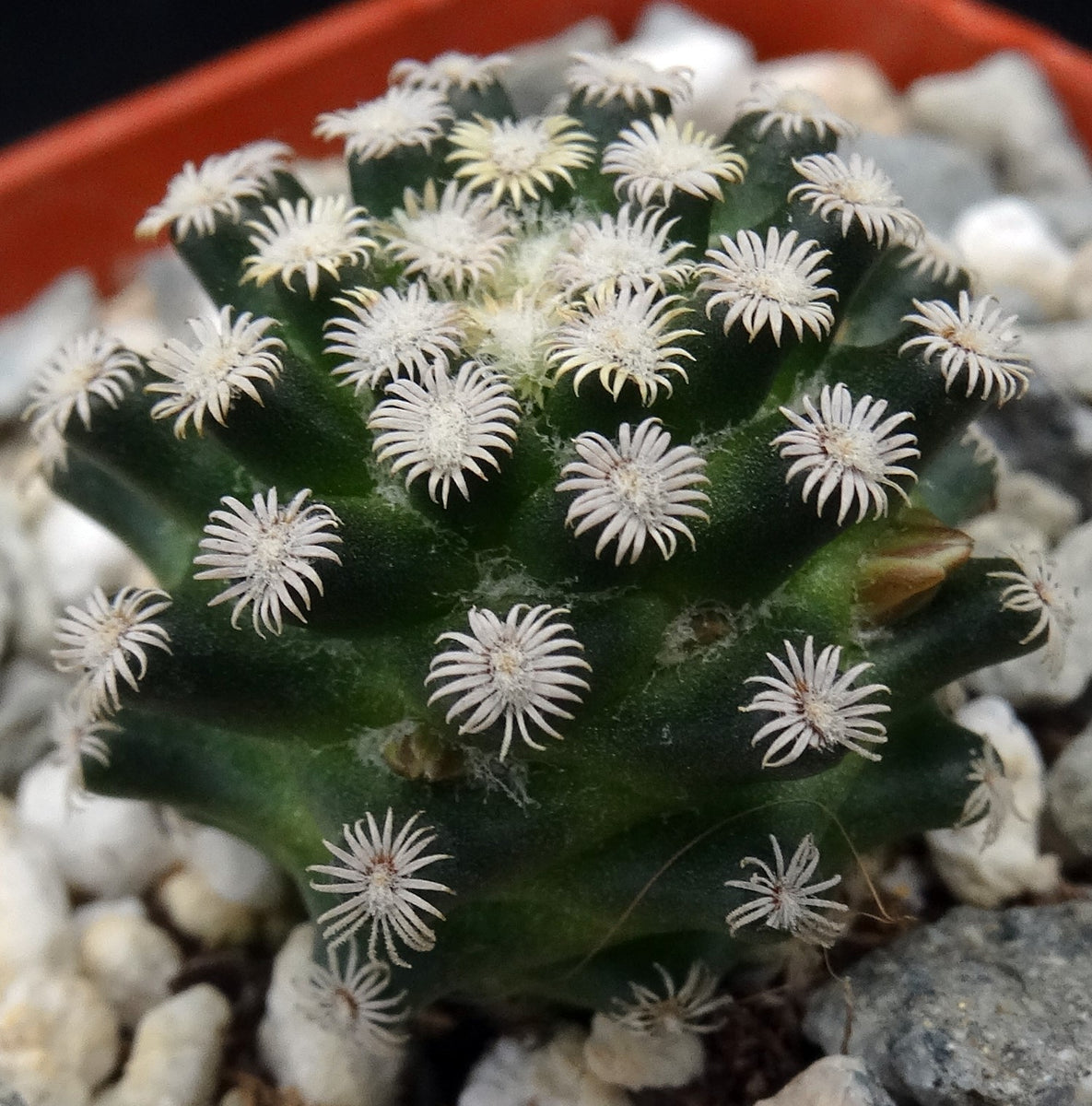 Mammillaria hernandezii – Kyle's Plants