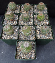 Load image into Gallery viewer, Mammillaria huitzilopochtli