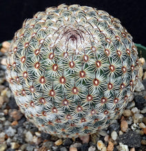 Load image into Gallery viewer, Mammillaria huitzilopochtli