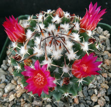 Load image into Gallery viewer, Mammillaria krameria