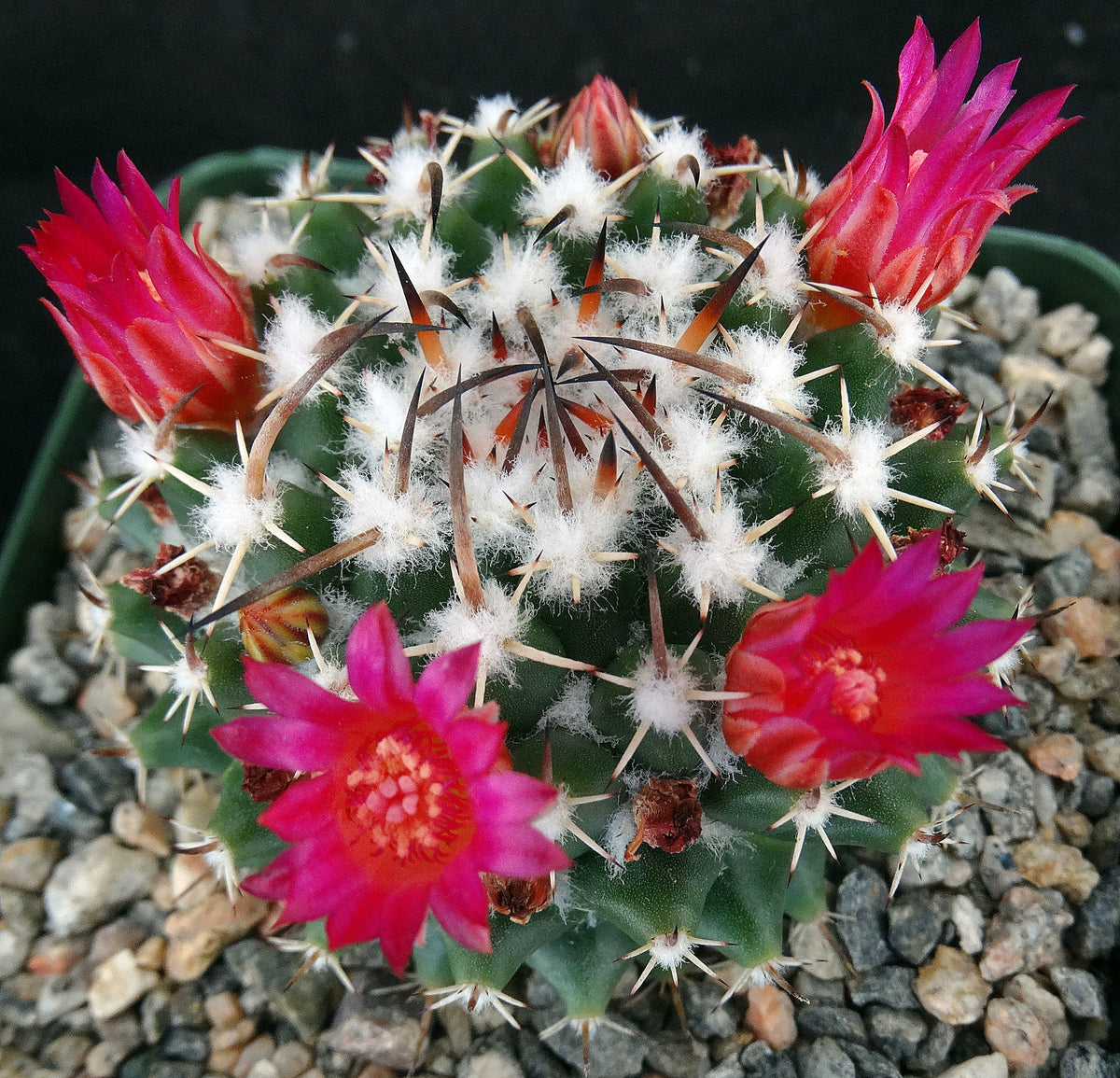 Mammillaria krameria – Kyle's Plants