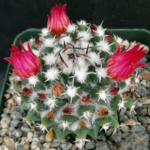 Load image into Gallery viewer, Mammillaria krameria