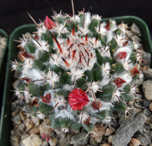 Load image into Gallery viewer, Mammillaria krameria