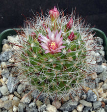 Load image into Gallery viewer, Mammillaria fittkaui