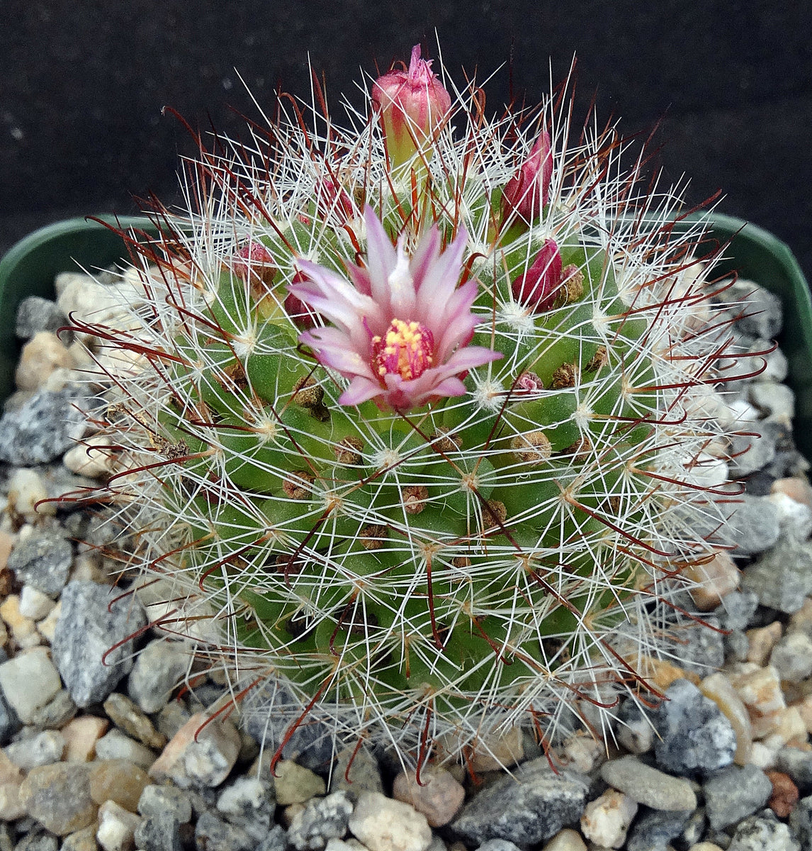 Mammillaria fittkaui – Kyle's Plants