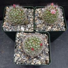 Load image into Gallery viewer, Mammillaria fittkaui