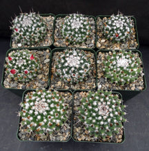 Load image into Gallery viewer, Mammillaria krameria