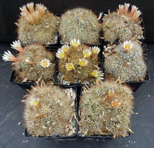 Load image into Gallery viewer, Mammillaria saffordii *Nice Clumps*