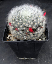 Load image into Gallery viewer, Mammillaria albicoma
