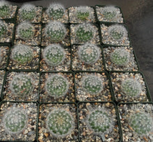 Load image into Gallery viewer, Mammillaria guelzowiana
