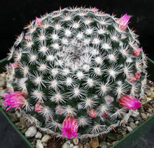 Load image into Gallery viewer, Mammillaria perbella *Bigger Plants*