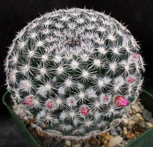 Load image into Gallery viewer, Mammillaria perbella *Bigger Plants*