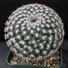 Load image into Gallery viewer, Mammillaria perbella *Bigger Plants*