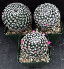 Load image into Gallery viewer, Mammillaria perbella *Bigger Plants*