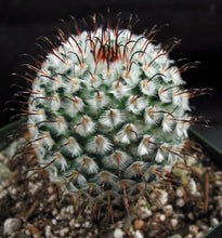 Load image into Gallery viewer, Mammillaria perezdelarosae *Black hook spines*