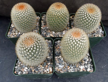 Load image into Gallery viewer, Mammillaria pilcayensis