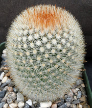 Load image into Gallery viewer, Mammillaria pilcayensis