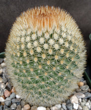 Load image into Gallery viewer, Mammillaria pilcayensis