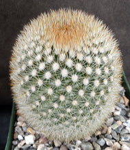 Load image into Gallery viewer, Mammillaria pilcayensis