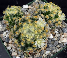 Load image into Gallery viewer, Mammillaria schiedeana *Clumping Plants*