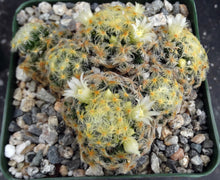 Load image into Gallery viewer, Mammillaria schiedeana *Clumping Plants*