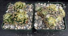 Load image into Gallery viewer, Mammillaria schiedeana *Clumping Plants*