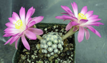 Load image into Gallery viewer, Mammillaria theresae