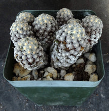 Load image into Gallery viewer, Mammillaria theresae *Big Plant*
