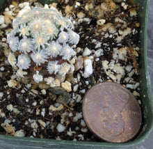 Load image into Gallery viewer, Mammillaria theresae