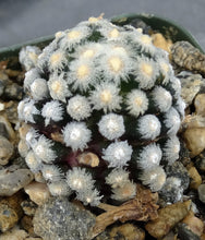 Load image into Gallery viewer, Mammillaria theresae