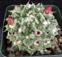 Load image into Gallery viewer, Mammillaria bucareliensis cv. 'Erusamu' Variegated Variegata