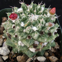 Load image into Gallery viewer, Mammillaria bucareliensis cv. 'Erusamu' Variegated Variegata