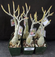 Load image into Gallery viewer, Adenium 'Marble' Variegated! Grafted Hybrid