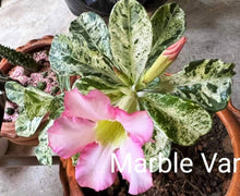Load image into Gallery viewer, Adenium 'Marble' Variegated! Grafted Hybrid
