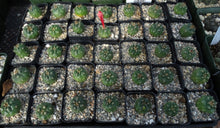 Load image into Gallery viewer, Matucana oreodoxa