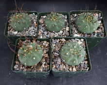 Load image into Gallery viewer, Matucana madinsoriorum White flower form
