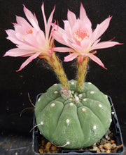 Load image into Gallery viewer, Matucana madinsoriorum *Pink flower form*