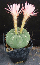 Load image into Gallery viewer, Matucana madinsoriorum *Pink flower form*