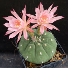 Load image into Gallery viewer, Matucana madinsoriorum *Pink flower form*