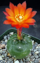 Load image into Gallery viewer, Matucana oreodoxa