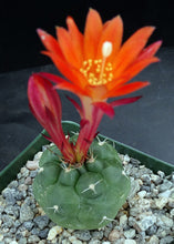 Load image into Gallery viewer, Matucana oreodoxa