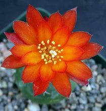 Load image into Gallery viewer, Matucana oreodoxa