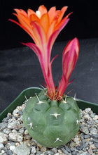 Load image into Gallery viewer, Matucana oreodoxa