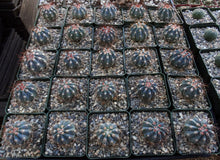 Load image into Gallery viewer, Melocactus azureus