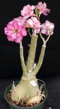Load image into Gallery viewer, Adenium 'Millionaire Purple' *Big Plant!* Grafted Hybrid (B)