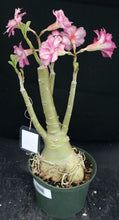Load image into Gallery viewer, Adenium 'Millionaire Purple' *Big Plant!* Grafted Hybrid (B)